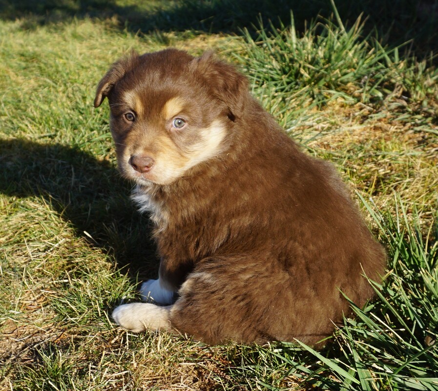 Puppies - Mountain Wrangler Aussies Australian Shepherd Puppies For Sale
