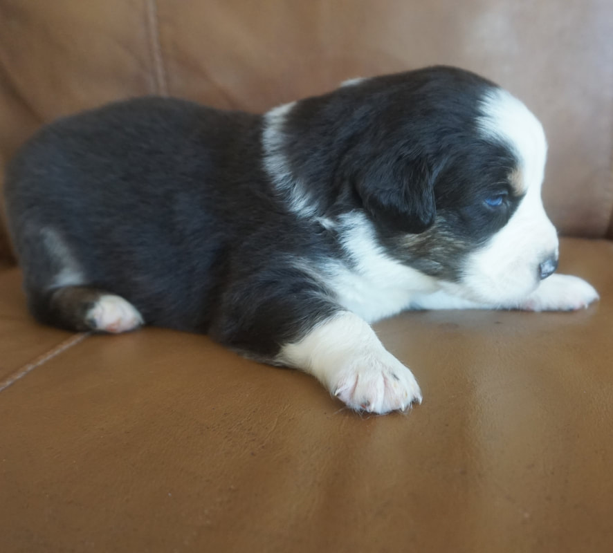 Puppies - Mountain Wrangler Aussies Australian Shepherd Puppies for Sale