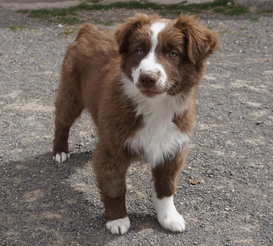 Puppies - Mountain Wrangler Aussies Australian Shepherd Puppies For Sale