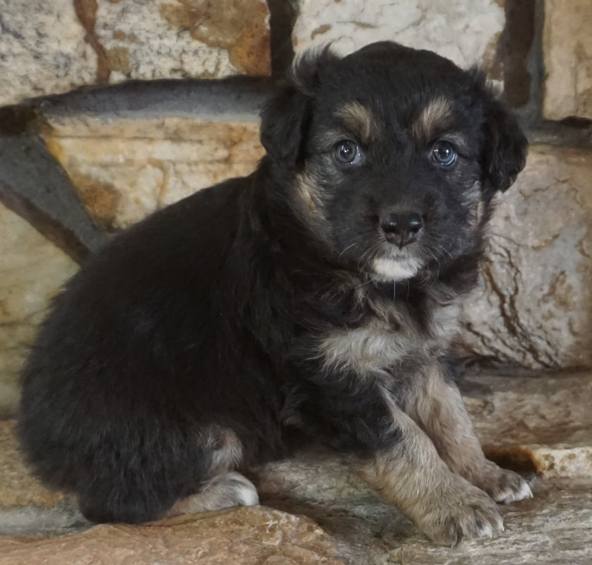 Puppies - Mountain Wrangler Aussies Australian Shepherd Puppies for Sale